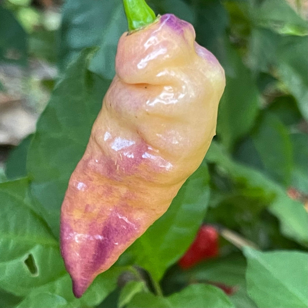Peaches N Cream Pimenta - Seeds - The Pepper Pantry (Formerly Marie Sharp's)