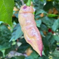 Peaches N Cream Pimenta - Seeds - The Pepper Pantry (Formerly Marie Sharp's)
