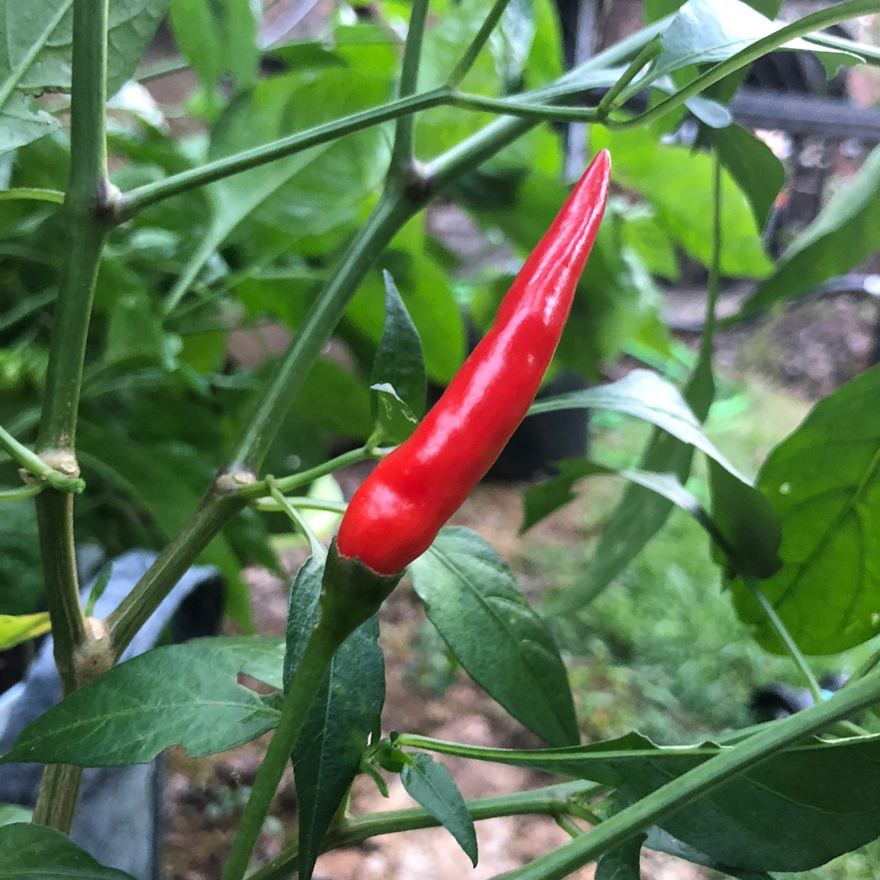 Pequin - Seeds - The Pepper Pantry (Formerly Marie Sharp's)