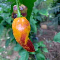 Pimenta Black Bhut - Seeds - The Pepper Pantry (Formerly Marie Sharp's)