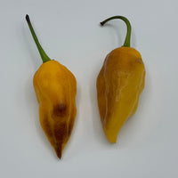 Pimenta Black Bhut - Seeds - The Pepper Pantry (Formerly Marie Sharp's)