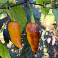 Pimenta Black Bhut - Seeds - The Pepper Pantry (Formerly Marie Sharp's)