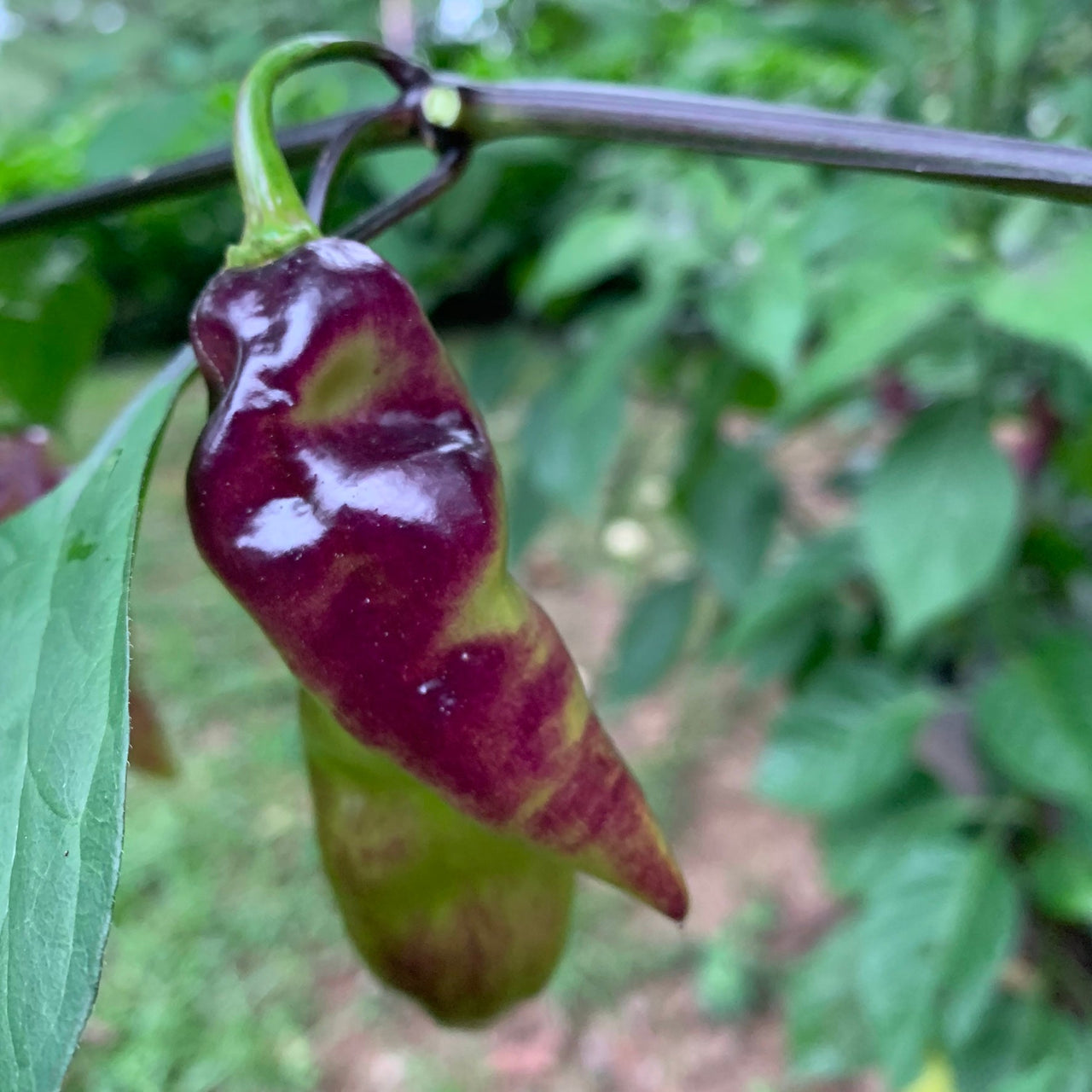 Pimenta Black Bhut - Seeds - The Pepper Pantry (Formerly Marie Sharp's)
