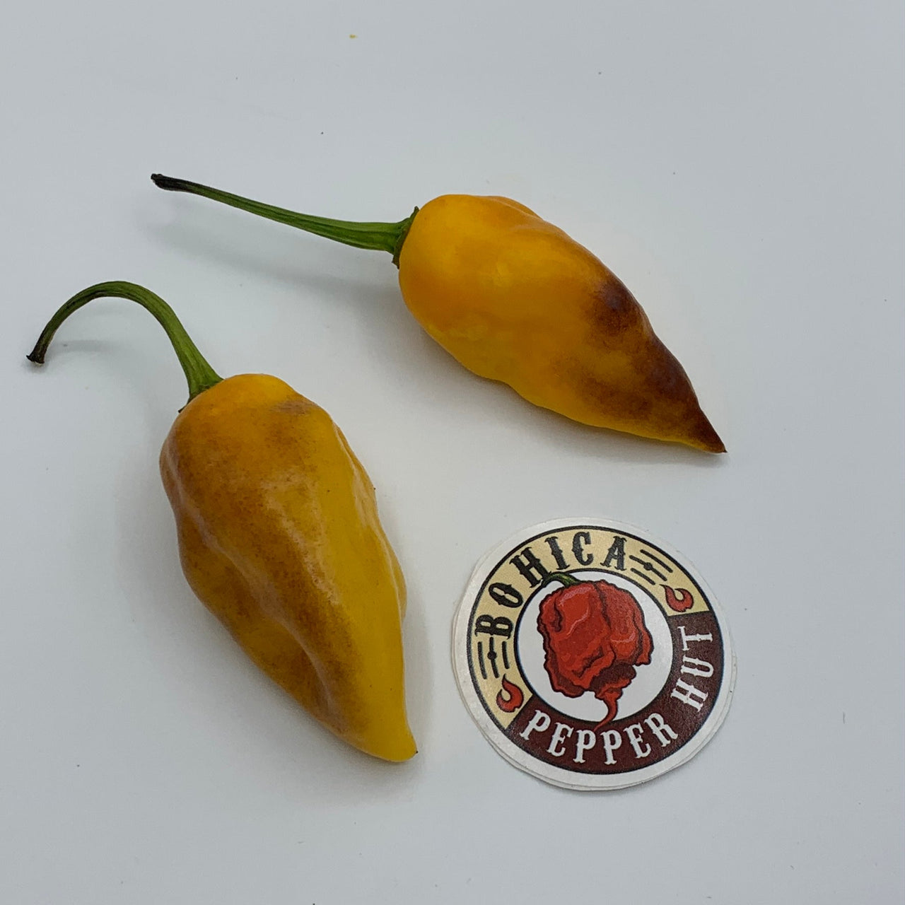 Pimenta Black Bhut - Seeds - The Pepper Pantry (Formerly Marie Sharp's)