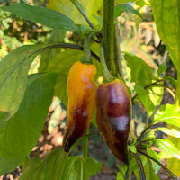 Pimenta Black Bhut - Seeds - The Pepper Pantry (Formerly Marie Sharp's)