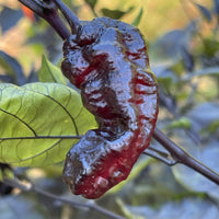 Pimenta Chris Fat - Seeds - The Pepper Pantry (Formerly Marie Sharp's)