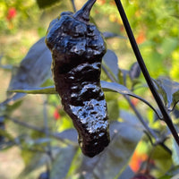 Pimenta Chris Fat - Seeds - The Pepper Pantry (Formerly Marie Sharp's)
