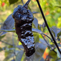Pimenta Chris Fat - Seeds - The Pepper Pantry (Formerly Marie Sharp's)