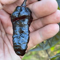 Pimenta Chris Fat - Seeds - The Pepper Pantry (Formerly Marie Sharp's)