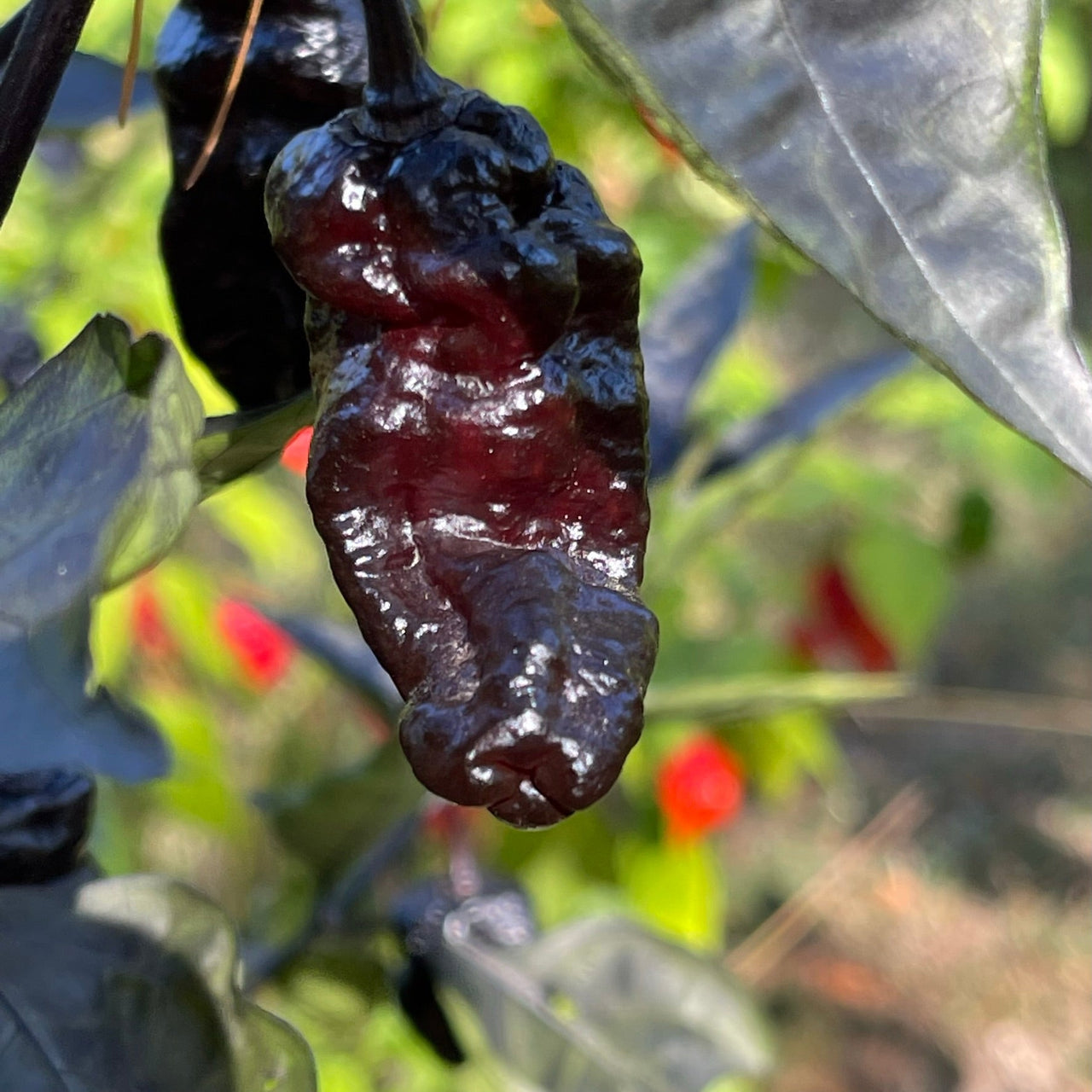 Pimenta Chris Fat - Seeds - The Pepper Pantry (Formerly Marie Sharp's)