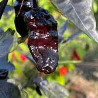 Pimenta Chris Fat - Seeds - The Pepper Pantry (Formerly Marie Sharp's)