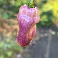 Pimenta Jolokia Fire/Ice - Seeds - The Pepper Pantry (Formerly Marie Sharp's)
