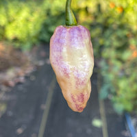 Pimenta Jolokia Fire/Ice - Seeds - The Pepper Pantry (Formerly Marie Sharp's)