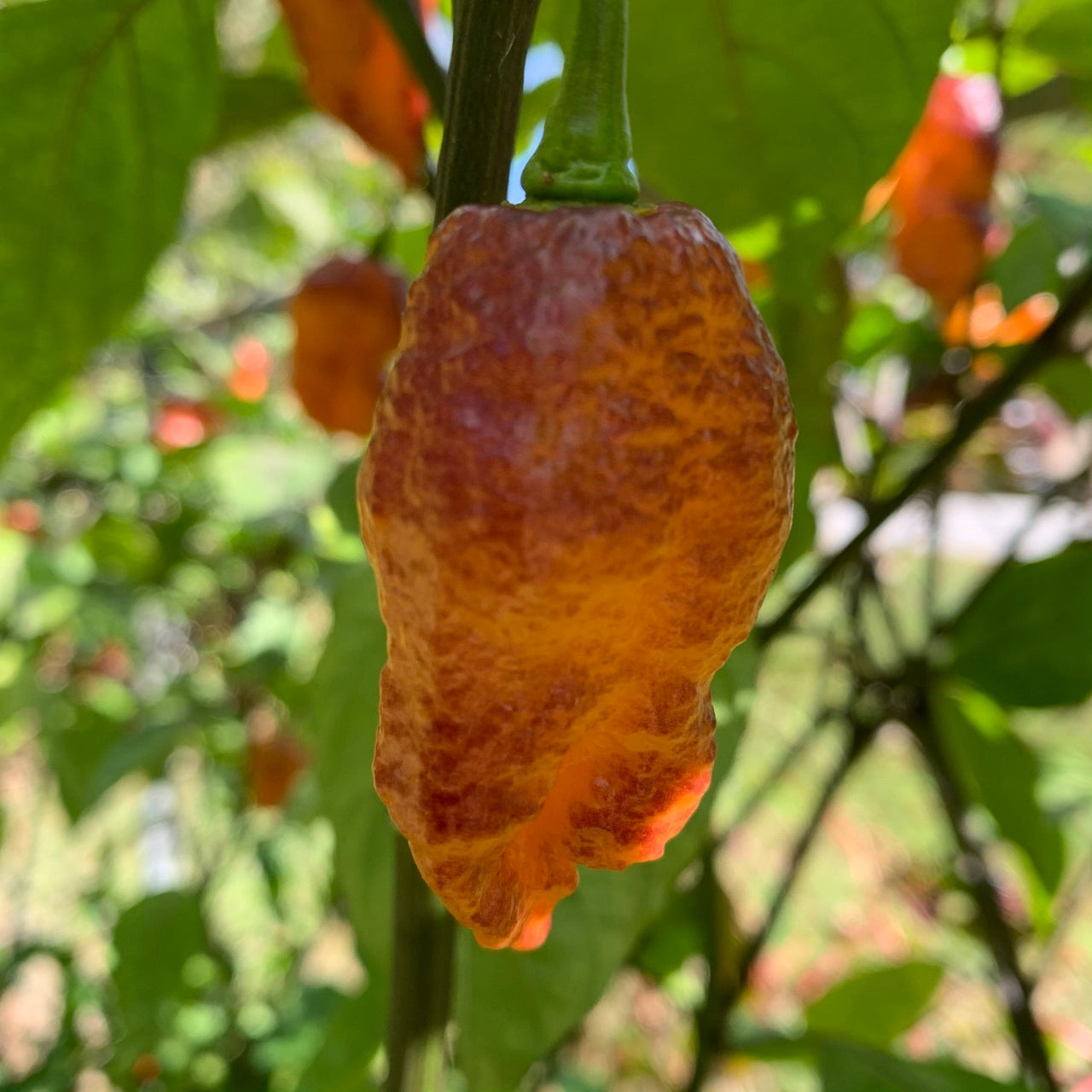 Pink Tiger x Peach Bhut - Seeds - The Pepper Pantry (Formerly Marie Sharp's)
