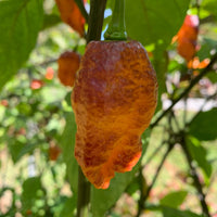 Pink Tiger x Peach Bhut - Seeds - The Pepper Pantry (Formerly Marie Sharp's)