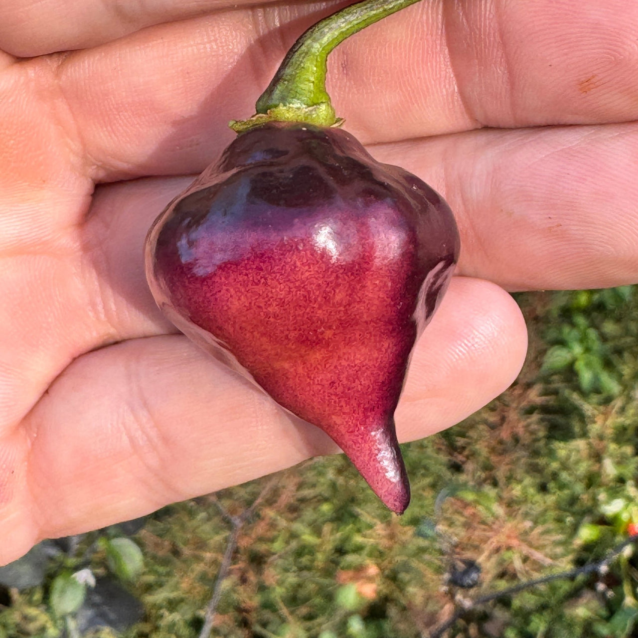 PJ UFO - Seeds - The Pepper Pantry (Formerly Marie Sharp's)