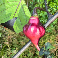 PJ UFO - Seeds - The Pepper Pantry (Formerly Marie Sharp's)