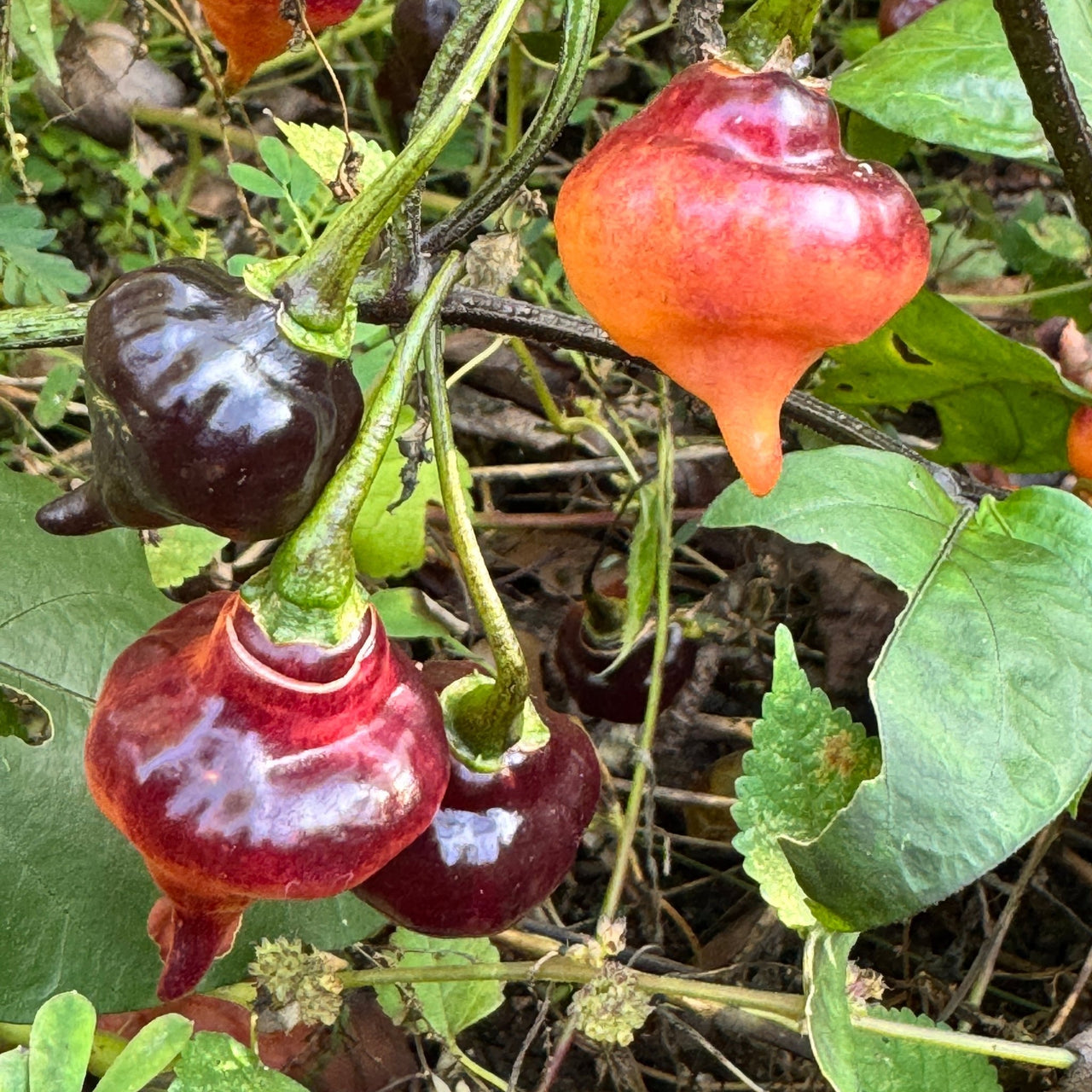 PJ UFO - Seeds - The Pepper Pantry (Formerly Marie Sharp's)