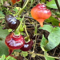 PJ UFO - Seeds - The Pepper Pantry (Formerly Marie Sharp's)