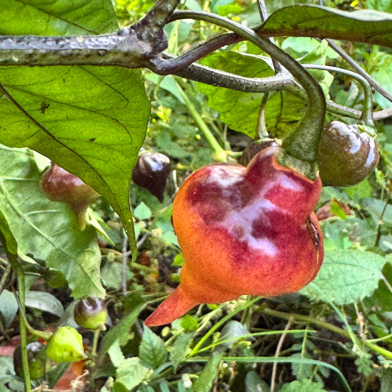 PJ UFO - Seeds - The Pepper Pantry (Formerly Marie Sharp's)