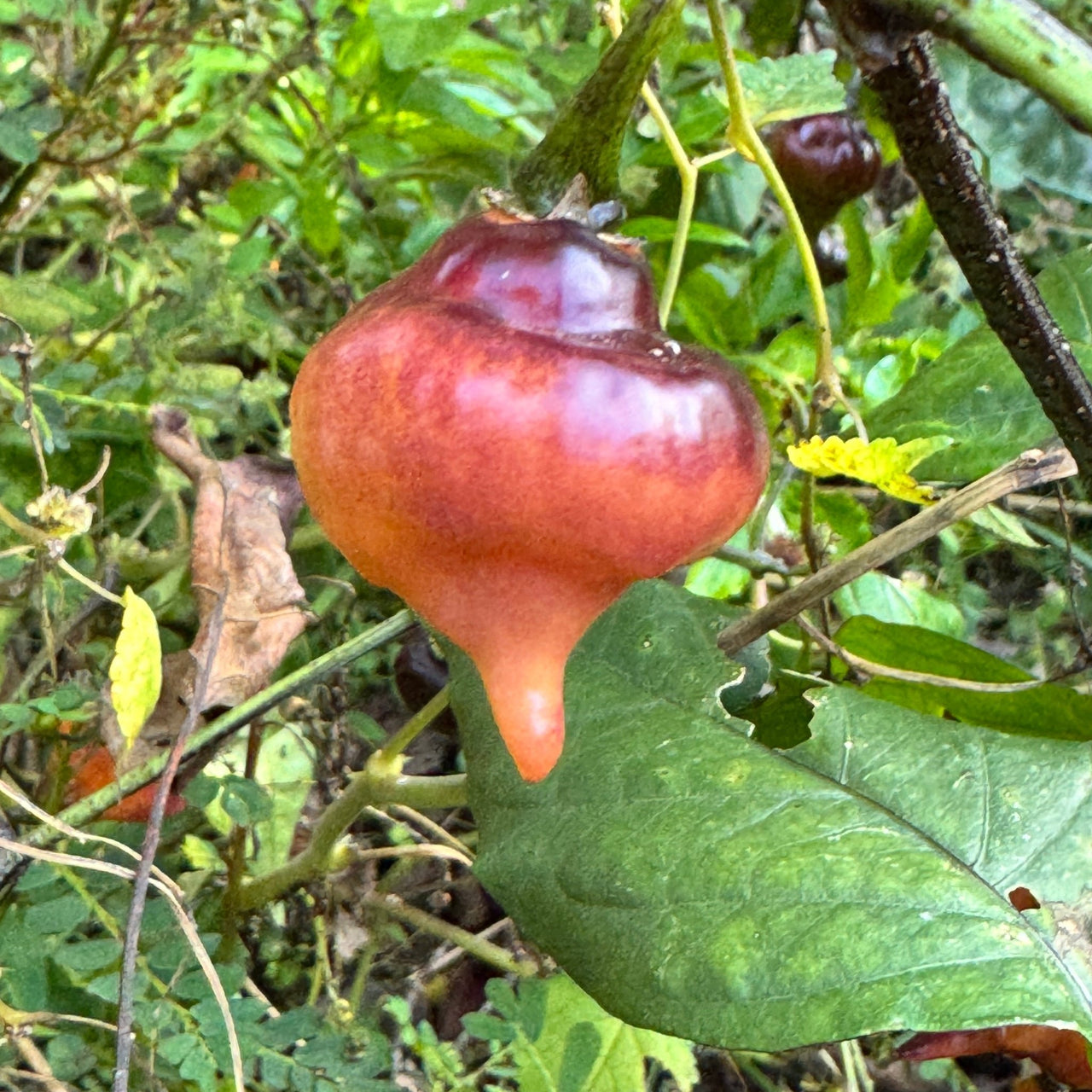 PJ UFO - Seeds - The Pepper Pantry (Formerly Marie Sharp's)