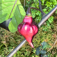 PJ UFO - Seeds - The Pepper Pantry (Formerly Marie Sharp's)