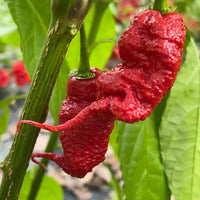 Primotalii - Seeds - The Pepper Pantry (Formerly Marie Sharp's)