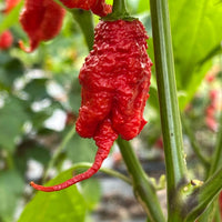 Primotalii - Seeds - The Pepper Pantry (Formerly Marie Sharp's)