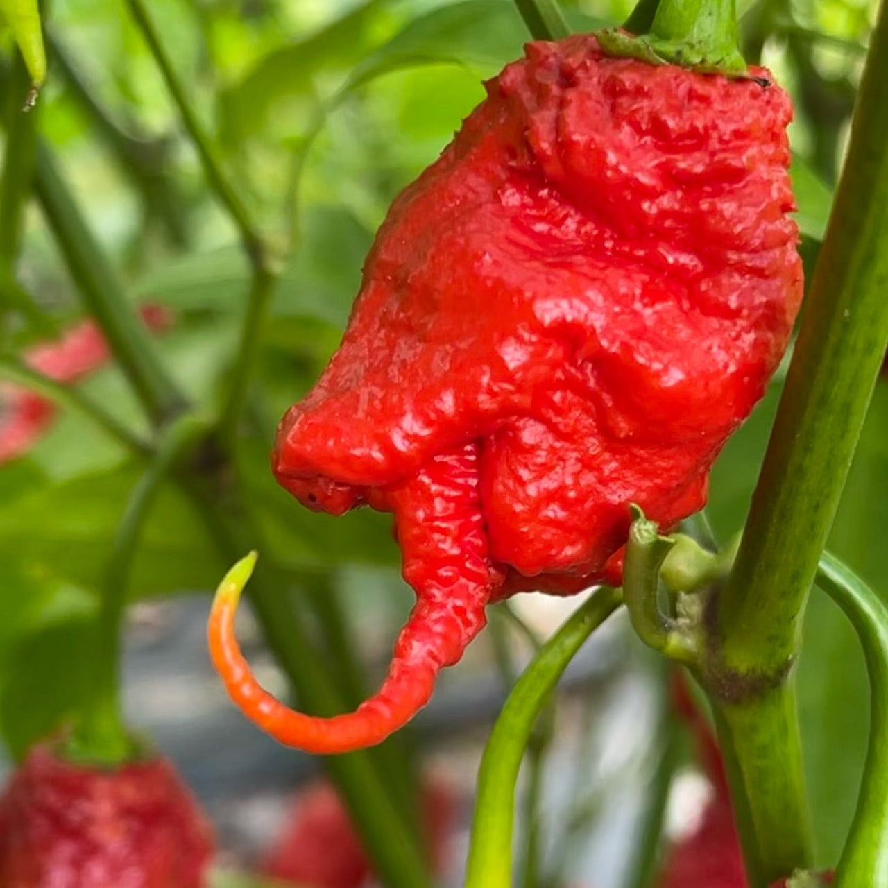 Primotalii - Seeds - The Pepper Pantry (Formerly Marie Sharp's)