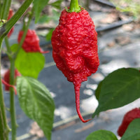 Primotalii - Seeds - The Pepper Pantry (Formerly Marie Sharp's)