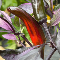 Purple Tiger x Jalapeno - Seeds - The Pepper Pantry (Formerly Marie Sharp's)