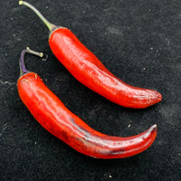 Purple Tiger x Jalapeno - Seeds - The Pepper Pantry (Formerly Marie Sharp's)