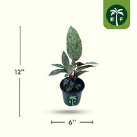 Purple Sword Apoballis Lavallaei - Rare Tropical Plant