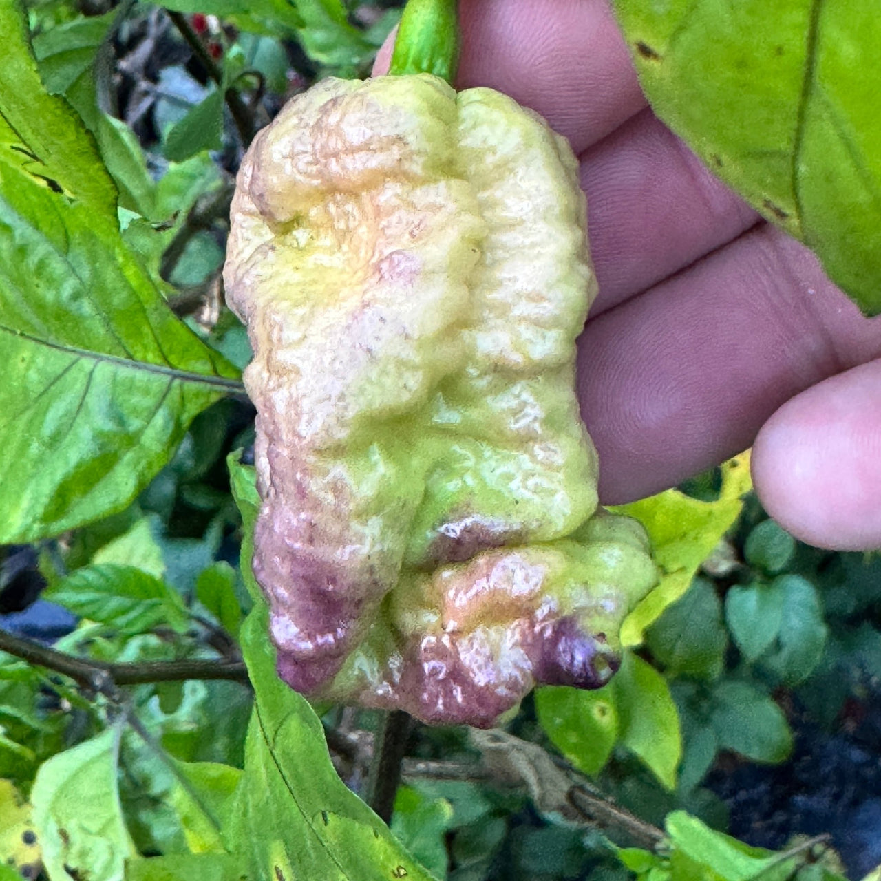 Reaper Sbagliato Purple Peach - Seeds - The Pepper Pantry (Formerly Marie Sharp's)