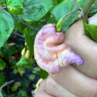 Reaper Sbagliato Purple Peach - Seeds - The Pepper Pantry (Formerly Marie Sharp's)