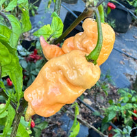 Reaper Sbagliato Purple Peach - Seeds - The Pepper Pantry (Formerly Marie Sharp's)