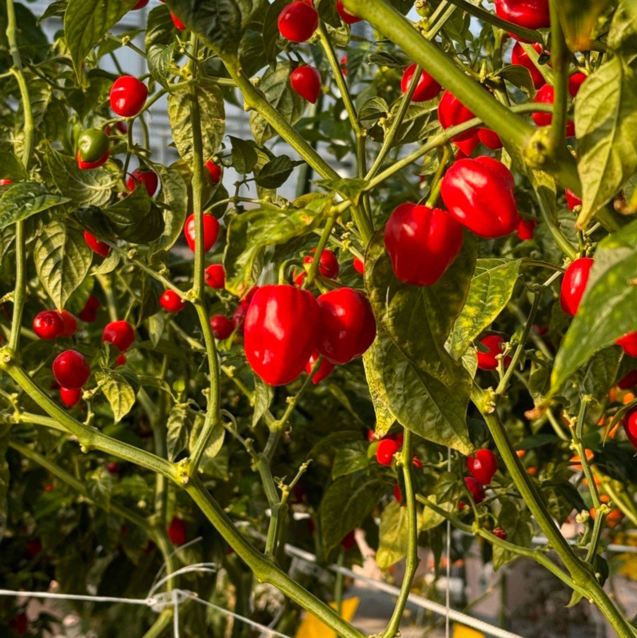 Red Savina Habanero Pepper Seeds - The Pepper Pantry (Formerly Marie Sharp's)