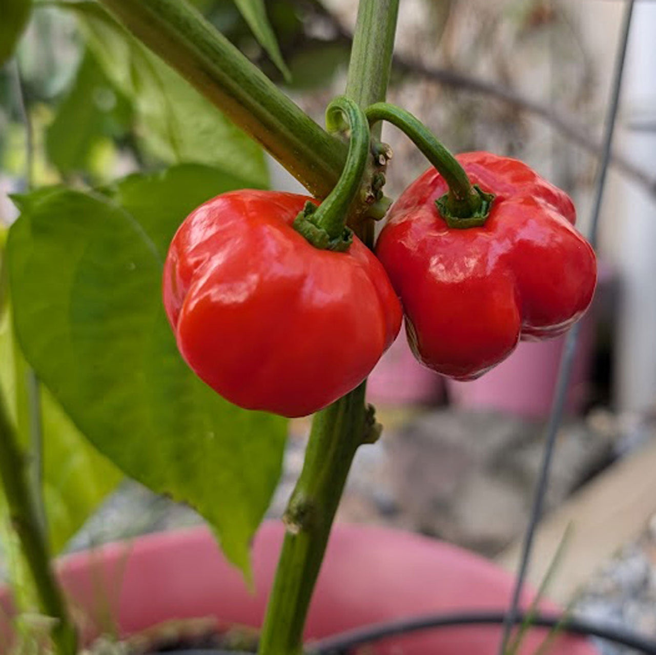 Red Savina Habanero Pepper Seeds - The Pepper Pantry (Formerly Marie Sharp's)