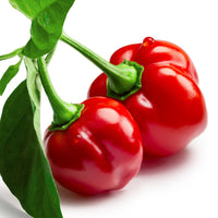 Red Savina Habanero Pepper Seeds - The Pepper Pantry (Formerly Marie Sharp's)