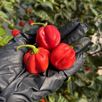 Red Savina Habanero Pepper Seeds - The Pepper Pantry (Formerly Marie Sharp's)