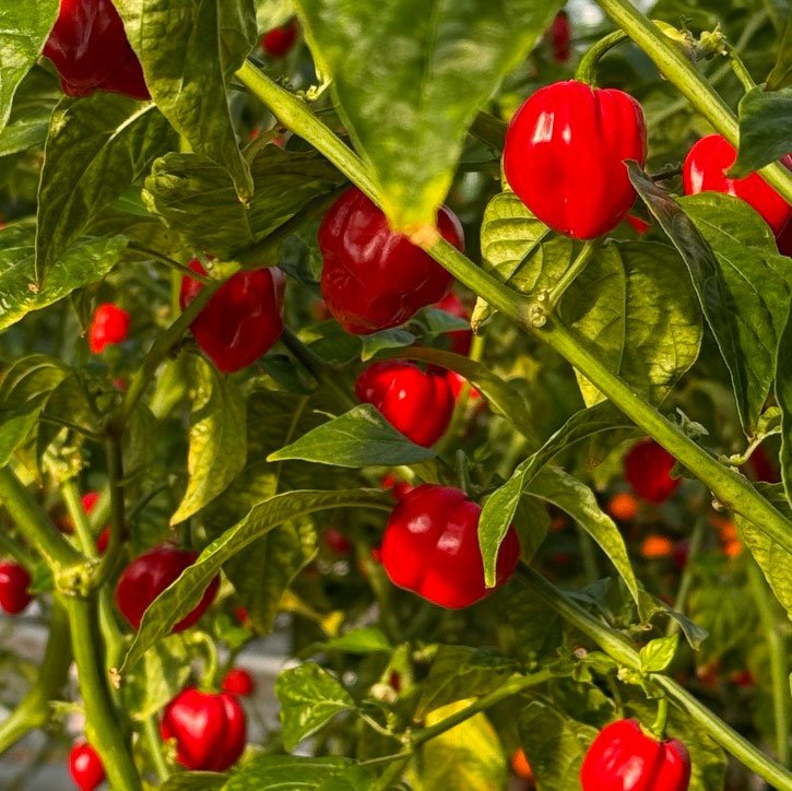 Red Savina Habanero Pepper Seeds - The Pepper Pantry (Formerly Marie Sharp's)