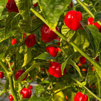 Red Savina Habanero Pepper Seeds - The Pepper Pantry (Formerly Marie Sharp's)