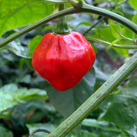 Red Savina x Scotch Bonnet MOA - Seeds - The Pepper Pantry (Formerly Marie Sharp's)