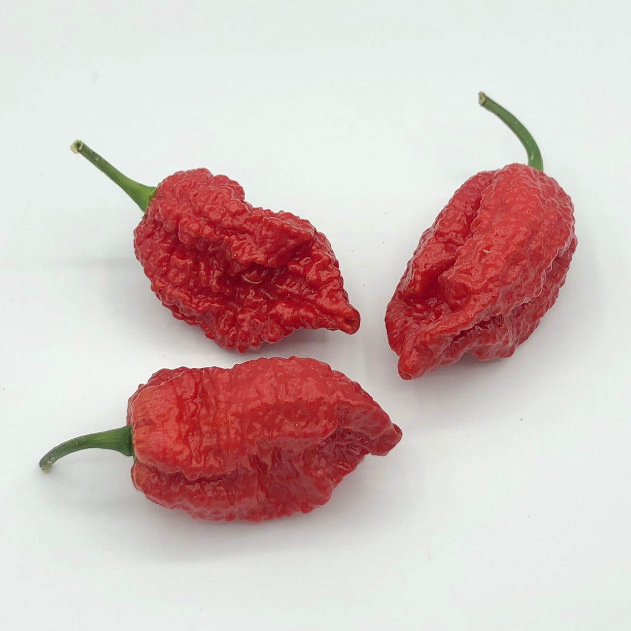 Redgum TigerMAMP x Chocolate Nagabrains - Seeds - The Pepper Pantry (Formerly Marie Sharp's)