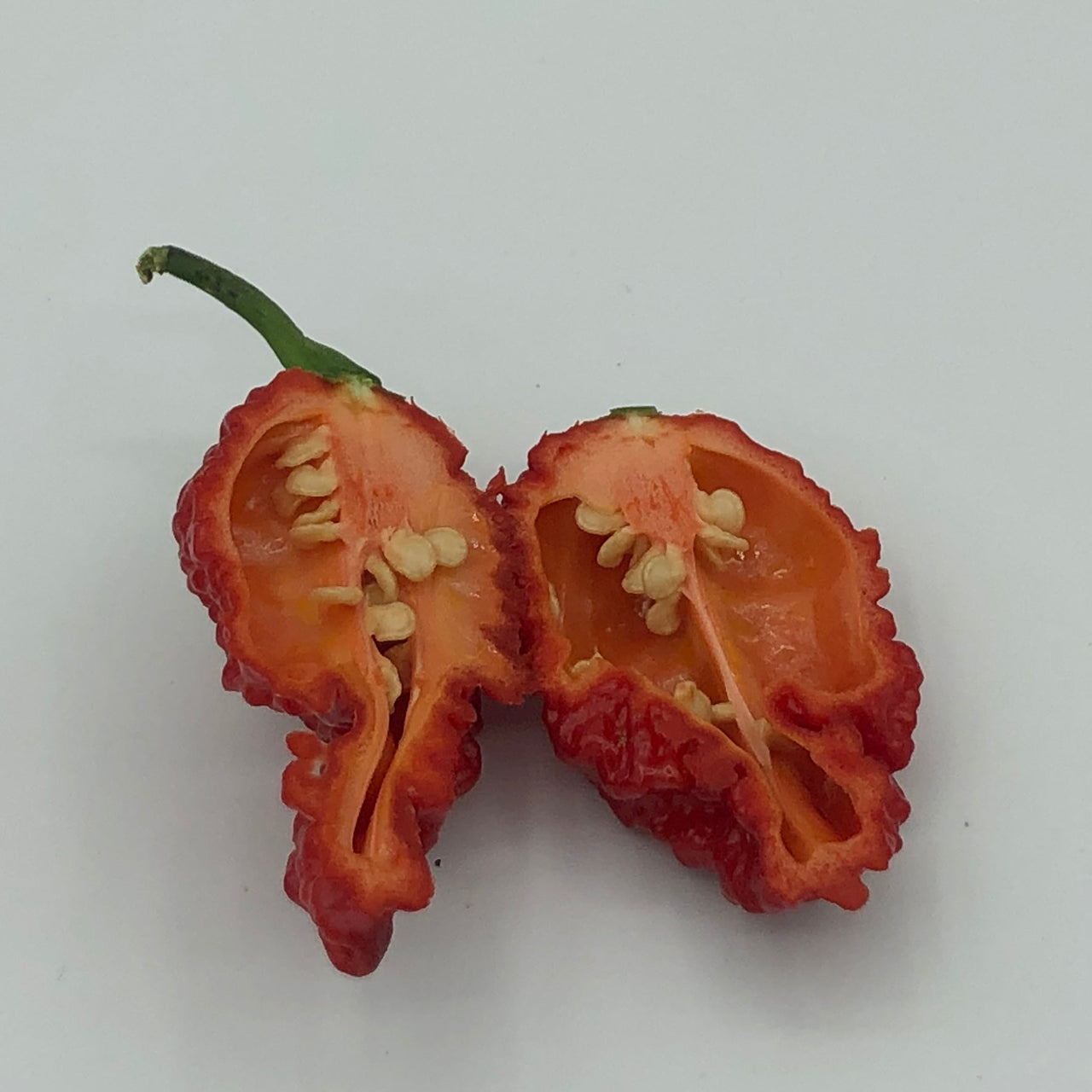 Redgum TigerMAMP x Chocolate Nagabrains - Seeds - The Pepper Pantry (Formerly Marie Sharp's)