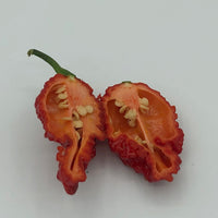 Redgum TigerMAMP x Chocolate Nagabrains - Seeds - The Pepper Pantry (Formerly Marie Sharp's)