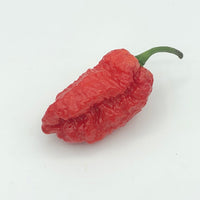 Redgum TigerMAMP x Chocolate Nagabrains - Seeds - The Pepper Pantry (Formerly Marie Sharp's)