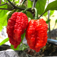 Redgum TigerMAMP x Chocolate Nagabrains - Seeds - The Pepper Pantry (Formerly Marie Sharp's)