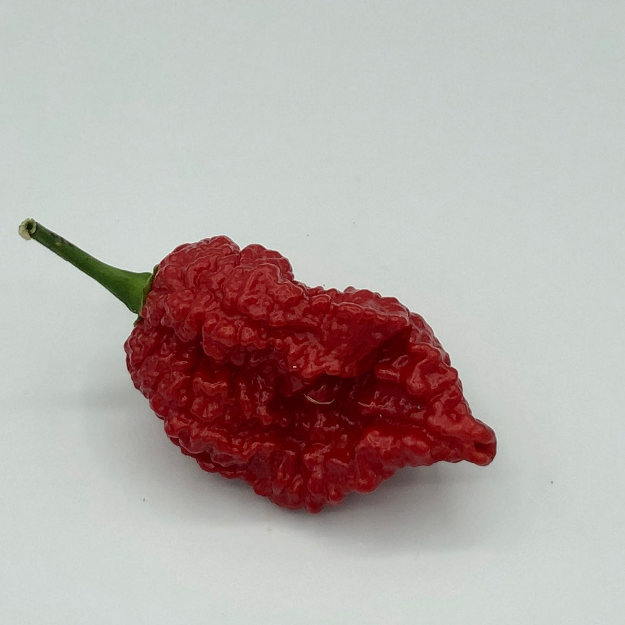 Redgum TigerMAMP x Chocolate Nagabrains - Seeds - The Pepper Pantry (Formerly Marie Sharp's)