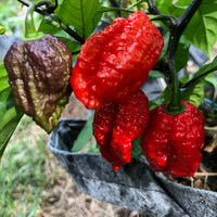 Redgum TigerMAMP x Chocolate Nagabrains - Seeds - The Pepper Pantry (Formerly Marie Sharp's)